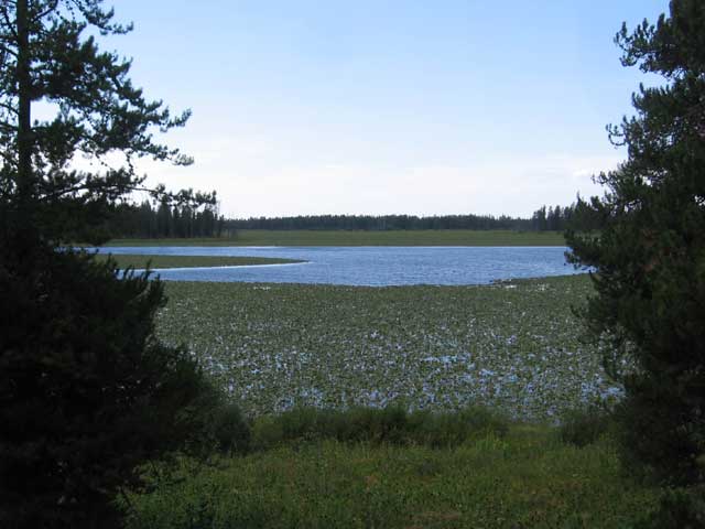 lilypad covered lake