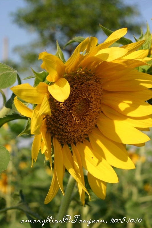 sunflower06