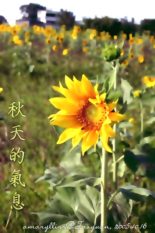 sunflower02