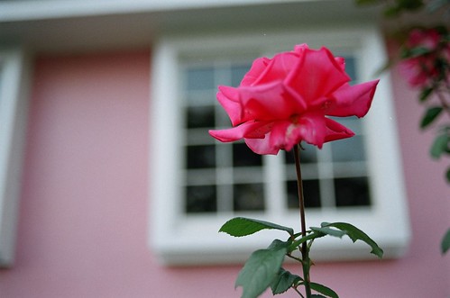 House of rose #3