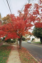 A Big, Red Suburban Tree