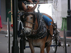 New Orleans, French Quarter, Horse