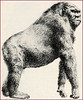 Gigantopithecus? More like gigantoMonstrous!