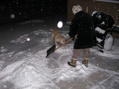 Rocky and the snow shovel 1