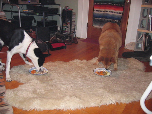 thanksgiving 2005 - gamma and seamus feast!
