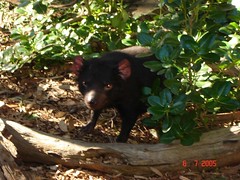 Tasmanian Devil di Ballarat Wildlife Park, Australia