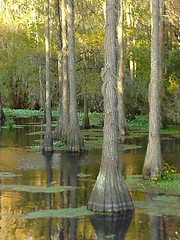 Cypress Trees in the River