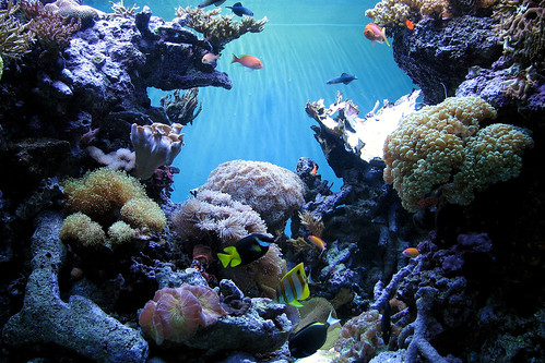 fish tank wallpaper. Real Life Aquarium Screensaver