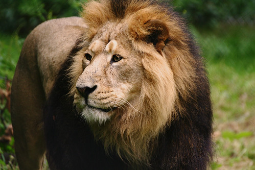 Why is the Asiatic lion endangered?