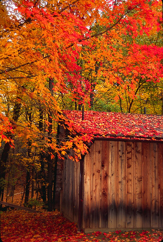 Fall-West MASS -Park Shed