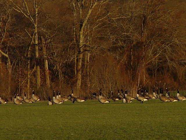 Canadian Migrating Geese | Flickr - Photo Sharing!