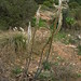 Ibiza - 092 16-10-08 flora