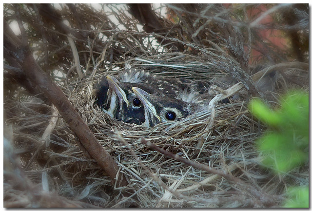 Goodbye Baby Birds | Flickr - Photo Sharing!