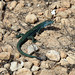 Formentera - lizard friend