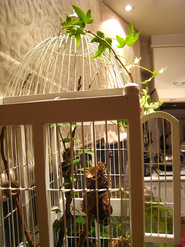 20081020鳥籠與植物