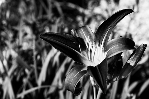 Day 157...2008...Lily