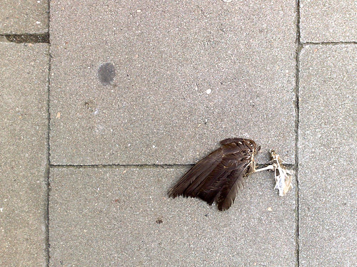 Een dood vogelken