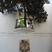 Ibiza - tree