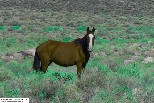 A horse in the brush is worth....