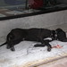 Ibiza - Let sleeping dogs lie