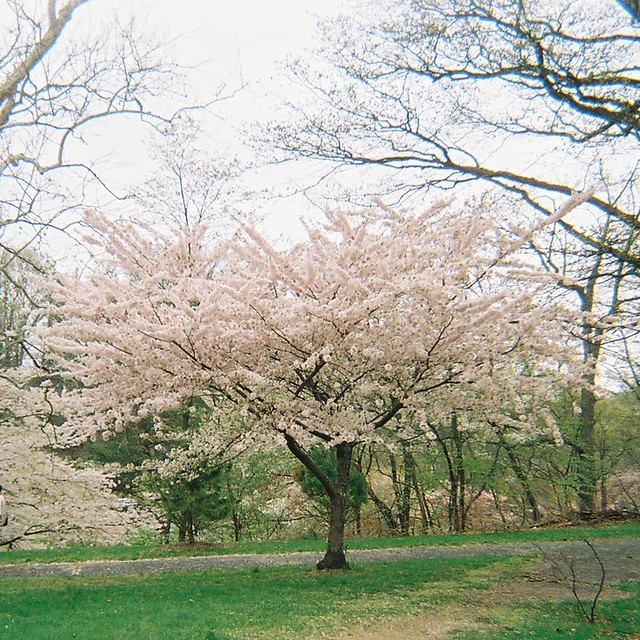 cherry blossom branch vector. Cherry Blossom Tree, Branch
