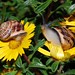 Ibiza - snail