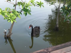 Swan: Black