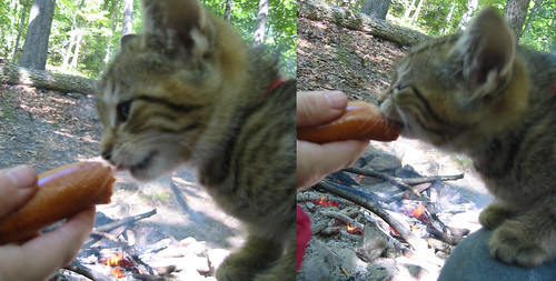 Cat Eating Hotdog