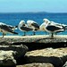 Ibiza - seagulls
