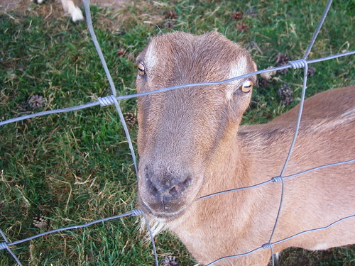 LaMancha goats have weird eyes!
