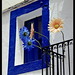 Ibiza - Flores en Ibiza / Flowers in Ibiza