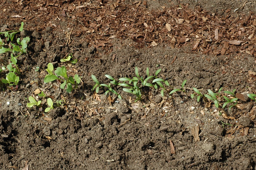 Cilantro seedlings