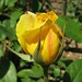 Yellow rose bud by sunsets_for_you