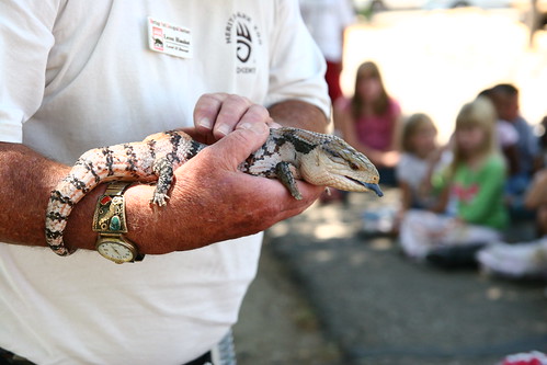 Day 165...2008...Blue-Tongued Skink...