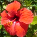Ibiza - red flower ibiza