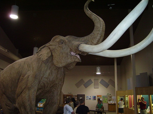 Full Scale Mammoth Reconstruction (Mammuthus columbi)