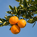 Ibiza - Orange trees