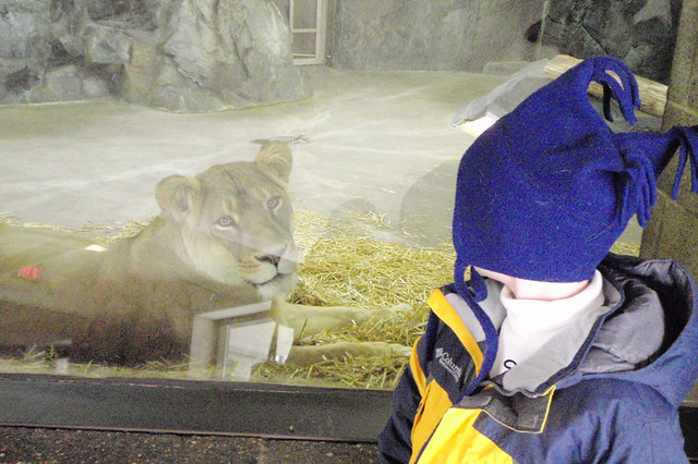 Staring Down a Lioness at Como Zoo