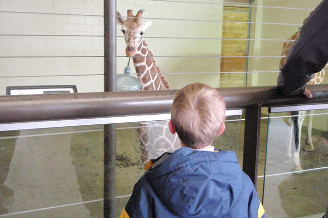 Giraffe Barn at Como Zoo