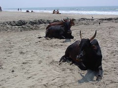 Beach cows