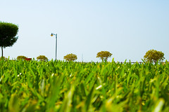 Green Field