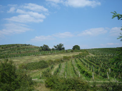 Pálavské vinohrady