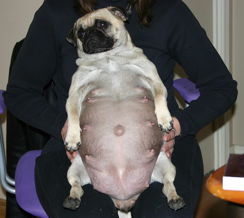 Is My Pug Pregnant 57
