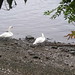 swans!