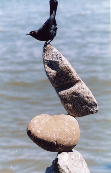 Blackbird Tail-Up ~ Copyright 2005 Bill Dan