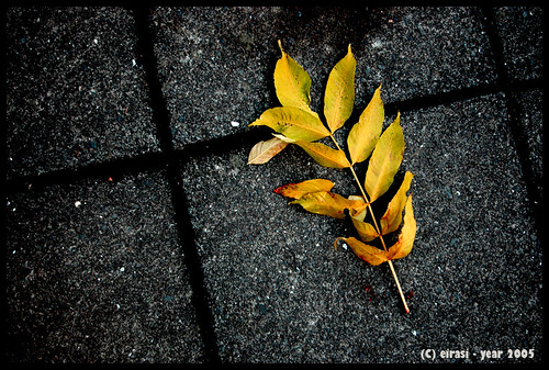 one lonely leaf on my pavement