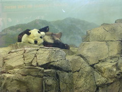 Lounging Panda