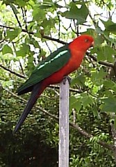 King parrot2