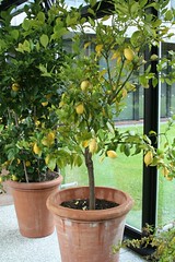 nuremberg, gnm, lemon tree