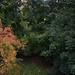 Fall Colours in My Backyard